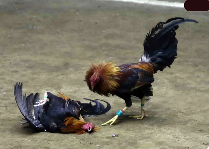 Đá Gà cựa sắt