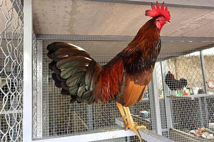 Đá Gà cựa sắt