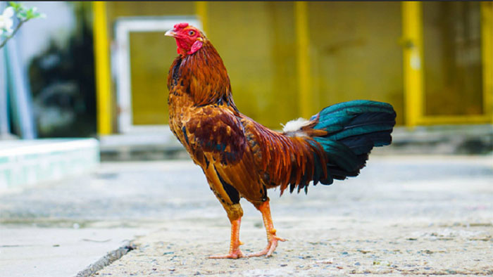 Đá Gà cựa sắt